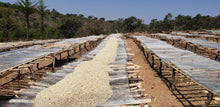 Tanzania Peaberry (LIMITED QUANTITY!)